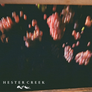 Grapes falling into the destemmer during harvest 2023 at Hester Creek Estate Winery